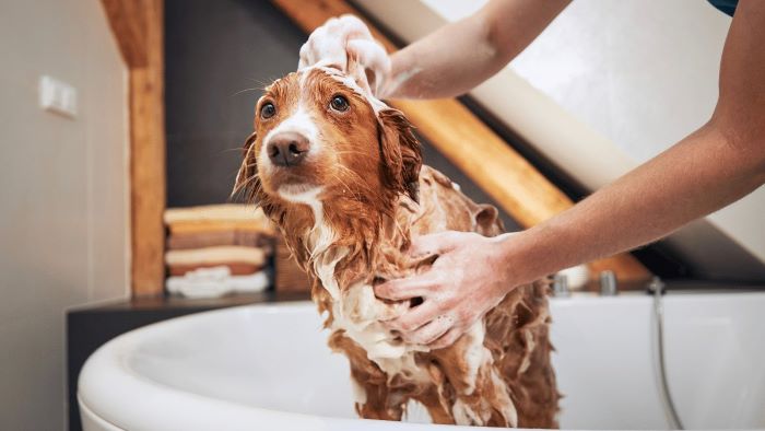 dog bathing dog bathing