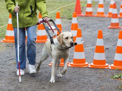 how are guide dogs trained?