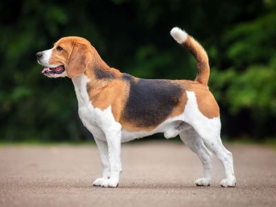 dog standing in the park