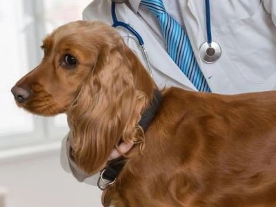 dog with a vet dog with a vet