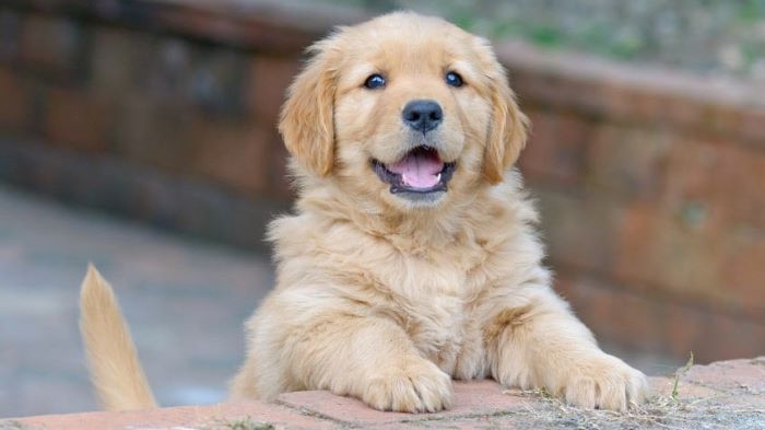 How much does it cost to neuter a dog in the UK How much does it cost to neuter a dog in the UK