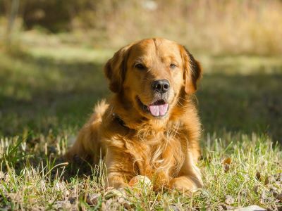 happy dog happy dog