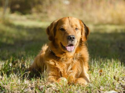 happy dog