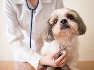 dog with a vet