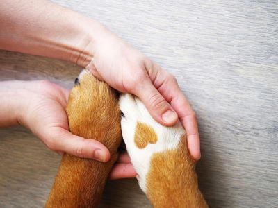 How to Take Care of a Neutered Dog How to Take Care of a Neutered Dog