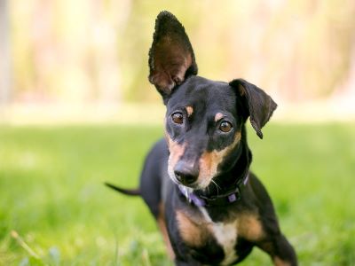 how to clean dog ears? how to clean dog ears?