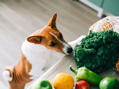 Fibre rich diet for dog