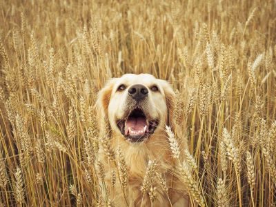 Adding Fibre to a Dog’s Diet