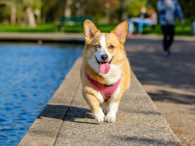 fibre for dog fibre for dog
