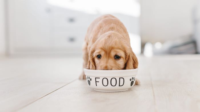 How to Add Fibre to a Dog’s Diet? Canine Nutrition - WeWantDogs