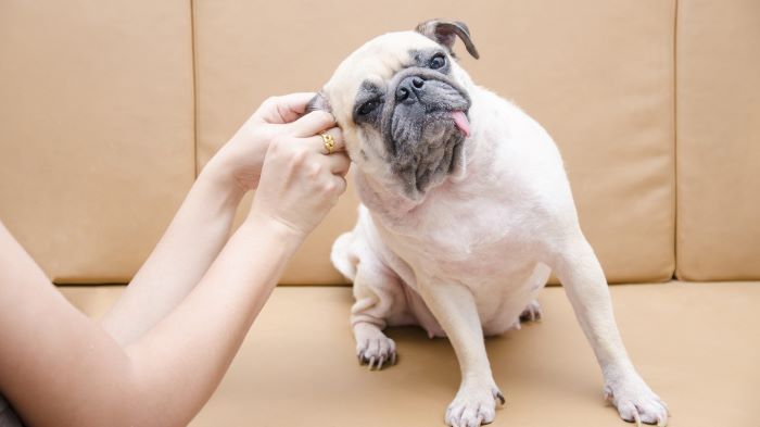 how to clean dog ears? how to clean dog ears?