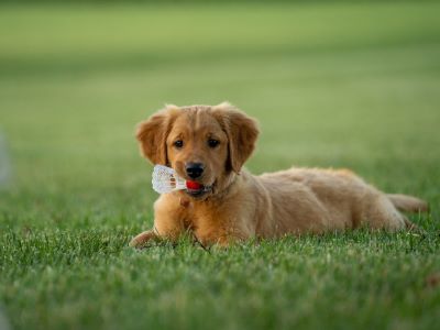 Dog peeing on fake grass Dog peeing on fake grass