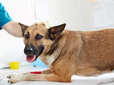 how to use hibiscrub on dogs