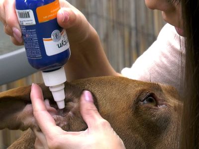 cleaning dog's ear with cleaning solution cleaning dog's ear with cleaning solution