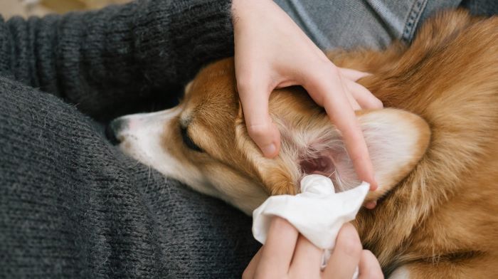How to Clean a Dog's Ears: A Handy Guide | Purina