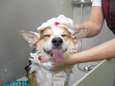 dog bathing with shampoo dog bathing with shampoo