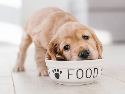 dog eating food dog eating food
