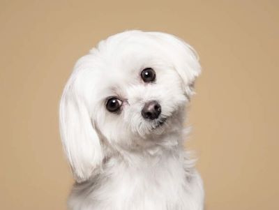 Is palm oil safe for dog Is palm oil safe for dog