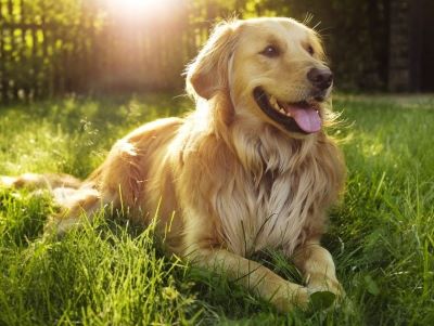 happy dog happy dog