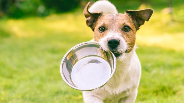 Is Tripe Good for Dogs Is Tripe Good for Dogs