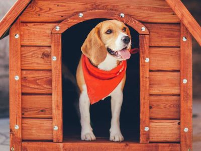 dog in a dog house dog in a dog house