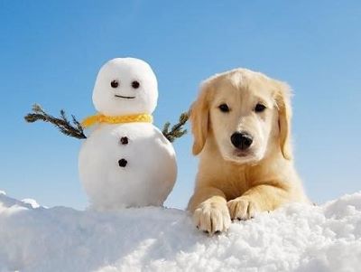 dog in the snow dog in the snow