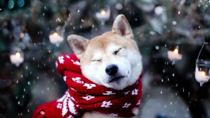 Keep Dogs Warm Keep Dogs Warm