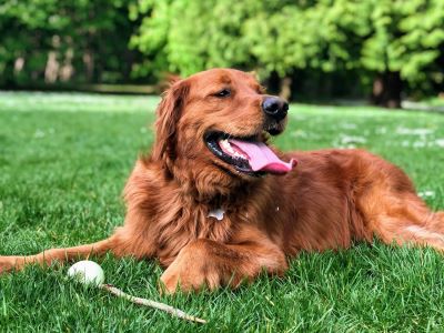 dog panting dog panting