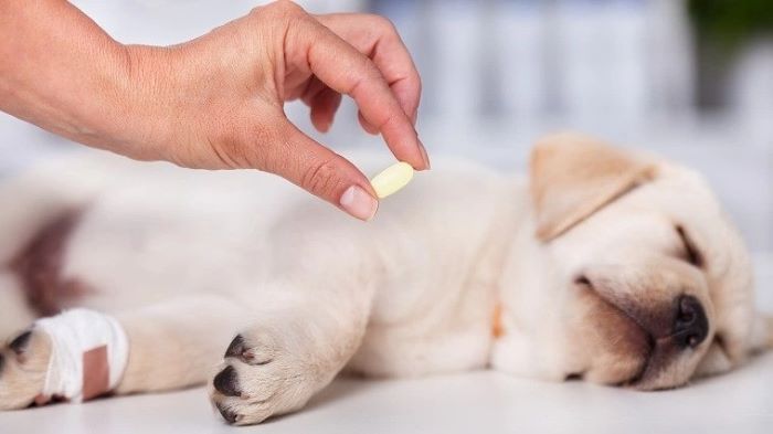Paracetamol for Dogs