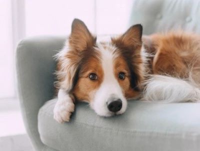 a dog a dog