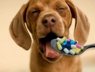 dog eating medicines