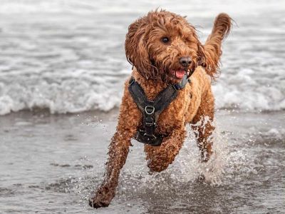 physical activities for a Cockapoo