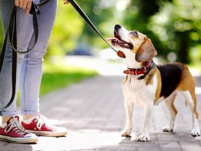 how to use a retractable dog lead?