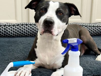 dog shampoo dog shampoo