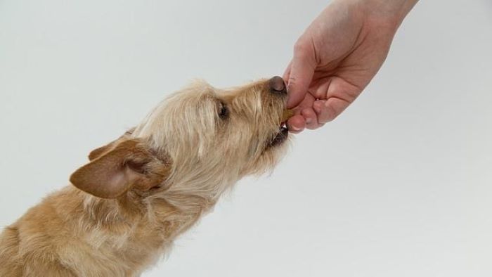 what is a paddywhack dog chew what is a paddywhack dog chew