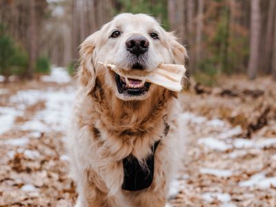 dog chewing dog chewing