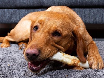 dog chewing dog chewing
