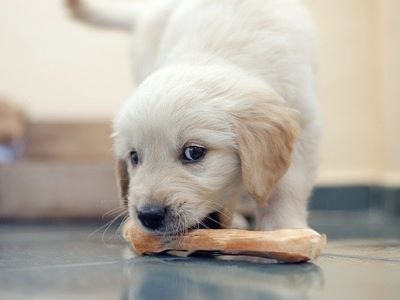puppy chewing puppy chewing