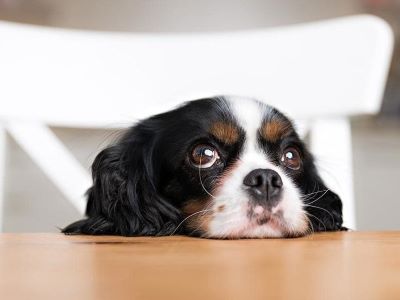 dog waiting for food