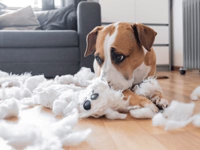 separation anxiety in dog separation anxiety in dog