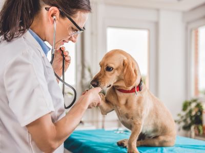 when to see a vet for a dog that stinks when to see a vet for a dog that stinks