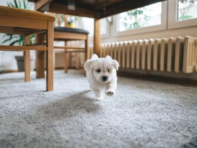 post-bath zoomies in dogs post-bath zoomies in dogs