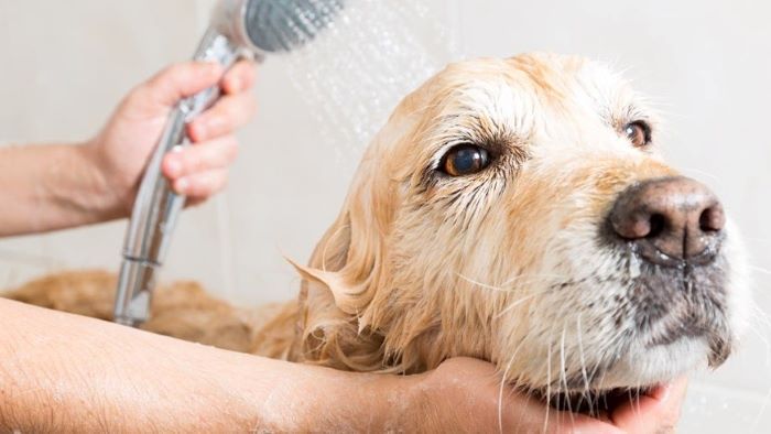 why does a dog stink even after a bath? why does a dog stink even after a bath?