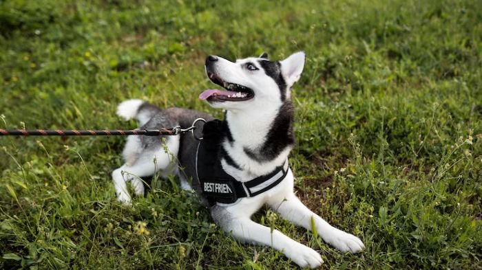 Best double ended deals dog lead