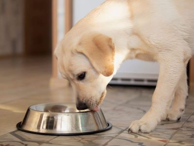 can dogs eat cornflakes? can dogs eat cornflakes?