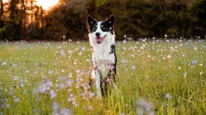 Gallery Detail: Can Dogs Eat Dandelions Wishing On Dandelions