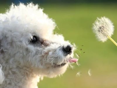can dogs eat dandelions