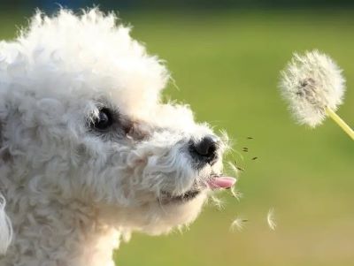 can dogs eat dandelions can dogs eat dandelions