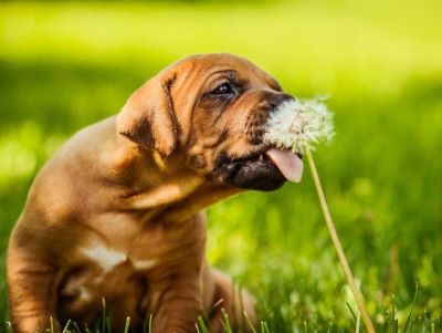 dogs with dandelions dogs with dandelions