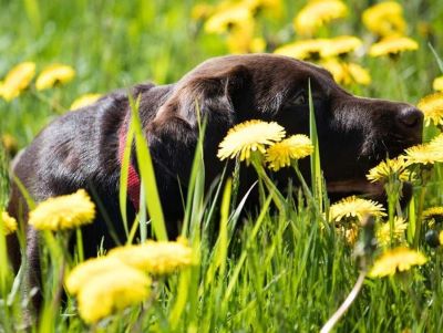 dogs in the dandelion fields